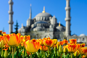 Фестиваль тюльпанов в Стамбуле 