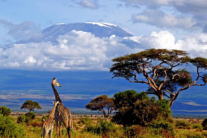 Килиманджаро (Лемошо) + Сафари